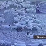 A large flock of sheep has been walking in a circle for 12 days