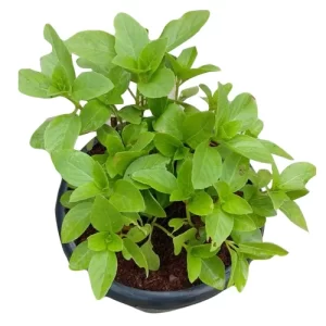 kapoor tulsi plant