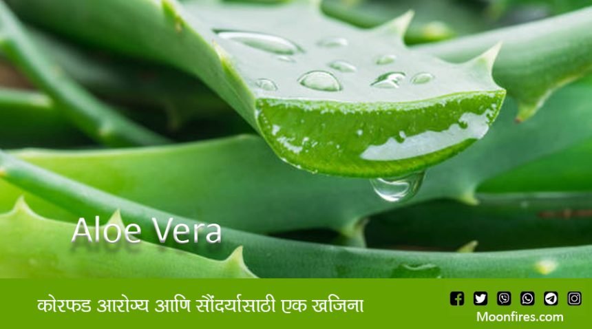 कोरफड (Aloe Vera) आरोग्य आणि सौंदर्यासाठी एक खजिना