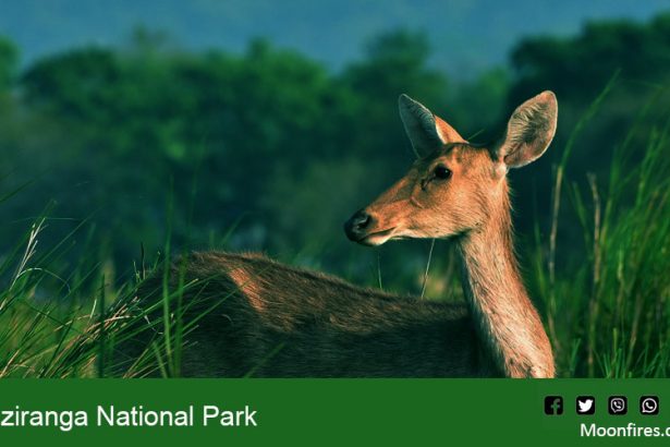 Kaziranga National Park and experience the unparalleled beauty
