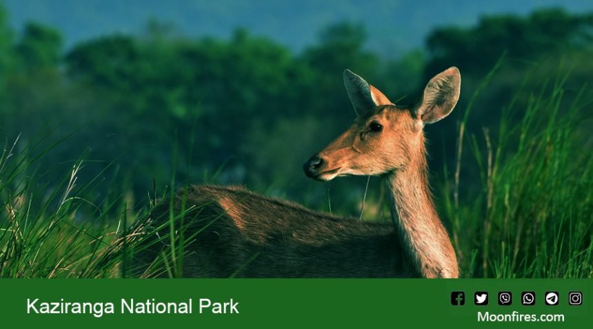 Kaziranga National Park and experience the unparalleled beauty