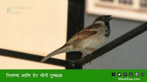 चिमण्या आणि ग्रेट चीनी दुष्काळ