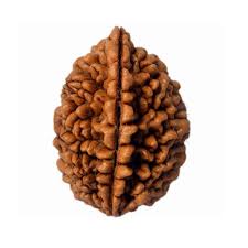 1 मुखी रुद्राक्ष (1 Mukhi)