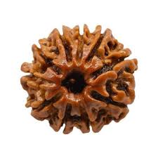 10 मुखी रुद्राक्ष (10 Mukhi)