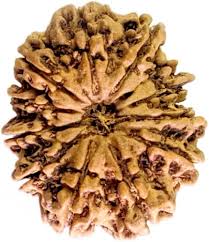 11 मुखी रुद्राक्ष (11 Mukhi)