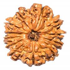 12 मुखी रुद्राक्ष (12 Mukhi)