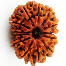13 मुखी रुद्राक्ष (13 Mukhi)