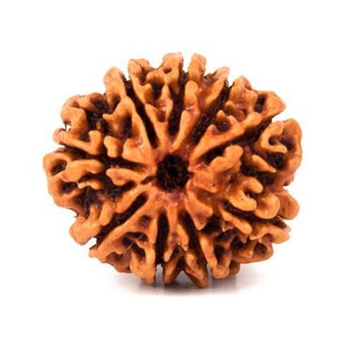 14 मुखी रुद्राक्ष (14 Mukhi)