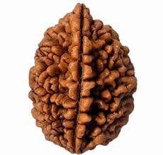2 मुखी रुद्राक्ष (2 Mukhi)