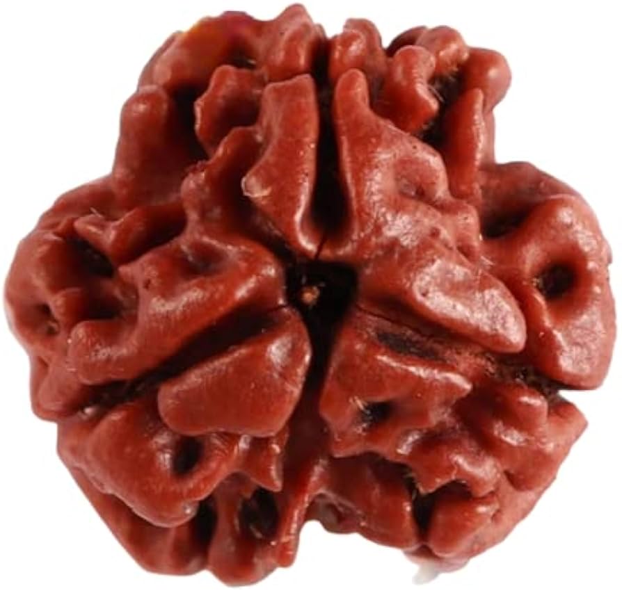 3 मुखी रुद्राक्ष (3 Mukhi)