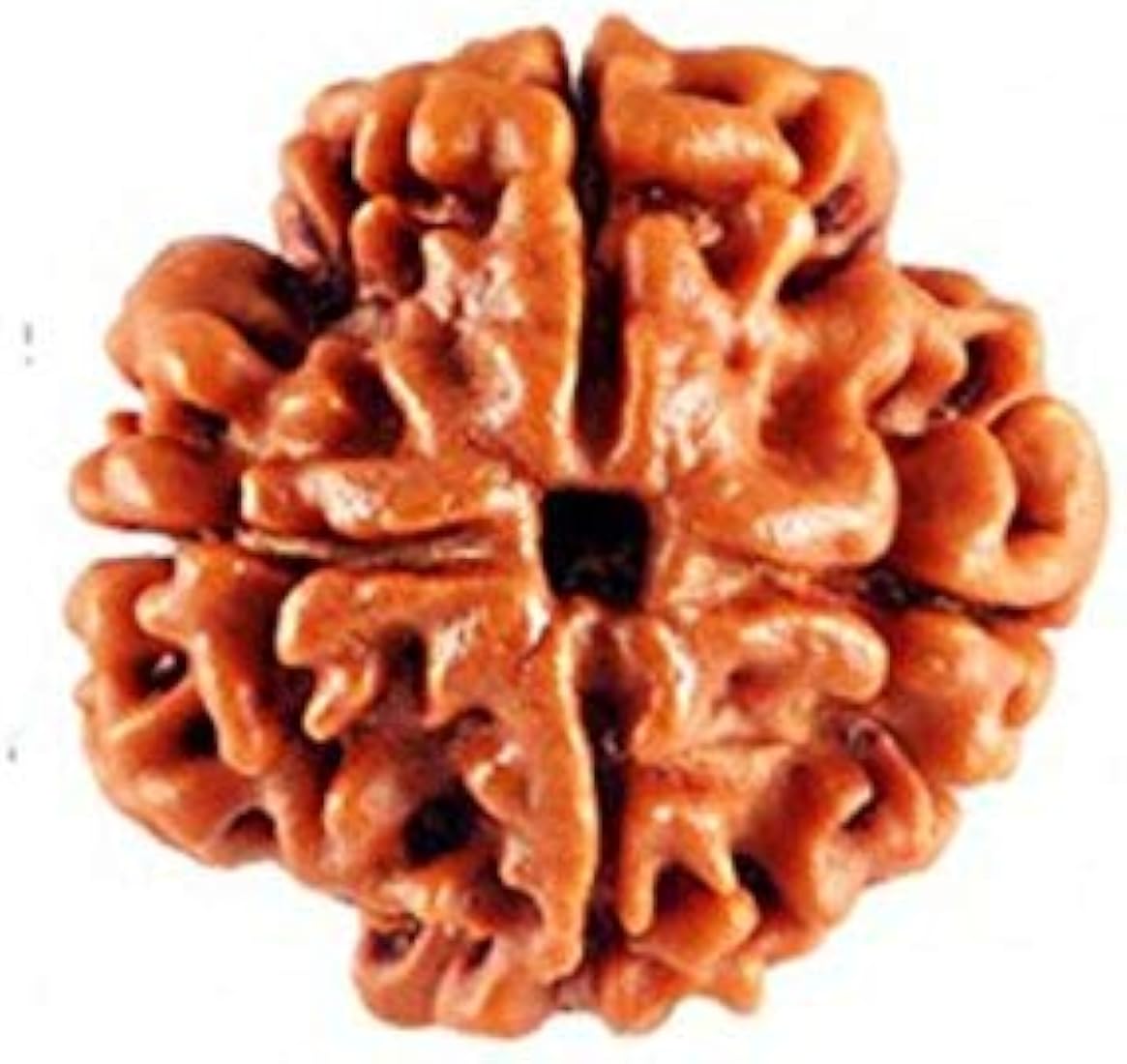 4 मुखी रुद्राक्ष (4 Mukhi)