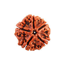 5 मुखी रुद्राक्ष (5 Mukhi)