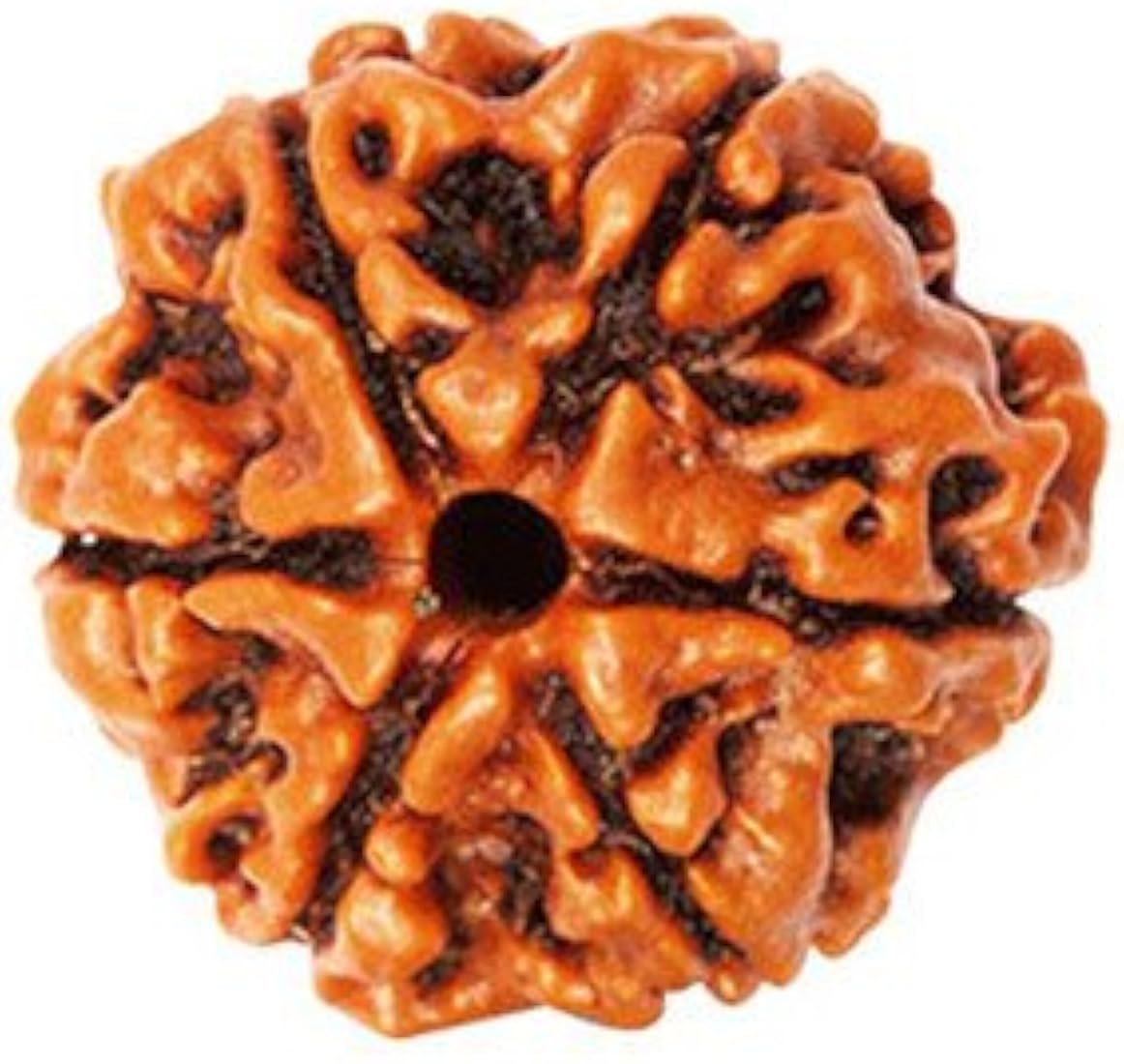 6 मुखी रुद्राक्ष (6 Mukhi)
