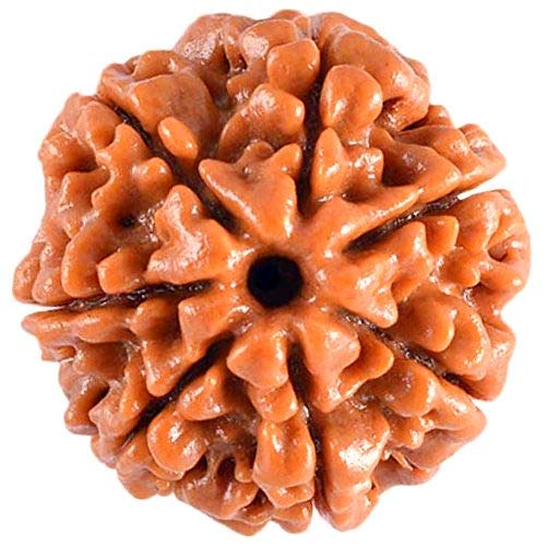 7 मुखी रुद्राक्ष (7 Mukhi)