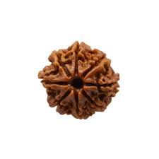 8 मुखी रुद्राक्ष (8 Mukhi)