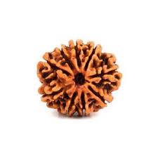 9 मुखी रुद्राक्ष (9 Mukhi)